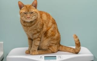 fat-cat-tabby-obese cat-sits on scale