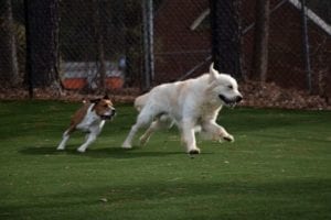 vets near me with dog day care - where dogs can play and run around