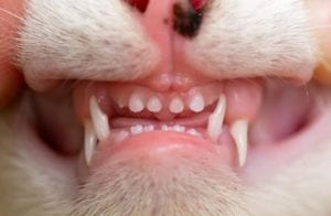 close up of a 3 month old kittens teeth