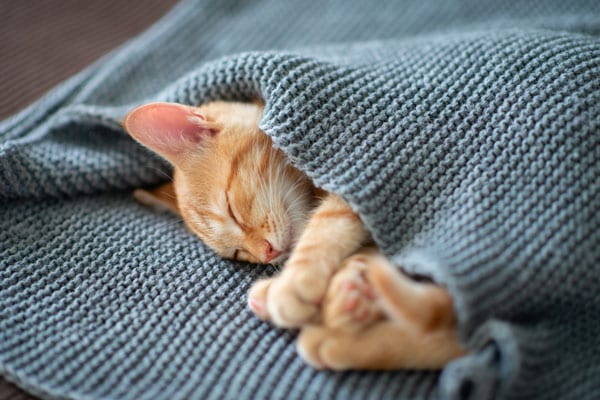 cat-boarding-kitty-under-blanket.jpeg