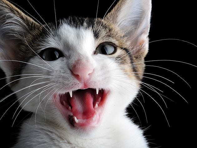 cats with human teeth