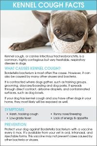 What Dog Owners Need to Know About Kennel Cough