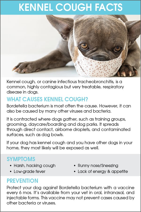 Kennel Cough Informational Card front