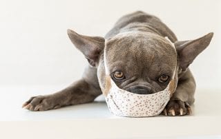 Know The Facts About Kennel Cough