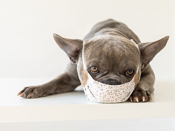 what to give a dog with a bad cough