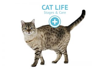 Cat Life Stages