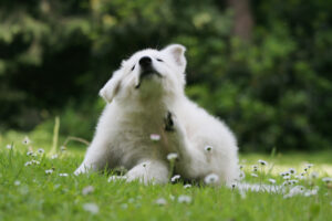 Dog Scratching from allergies