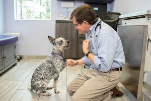 Dr Charles shaking hands with cute dog