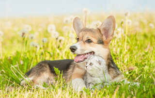 Seasonal Allergies in Dogs and Cats