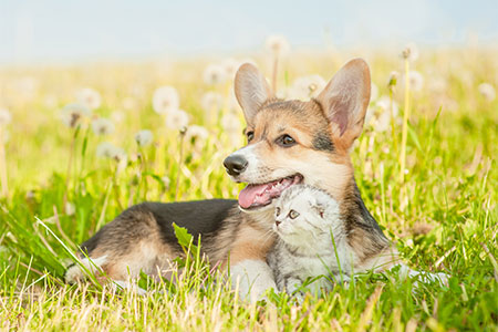 Seasonal Allergies in Dogs and Cats