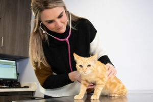 diagnostics and treatment of a cat