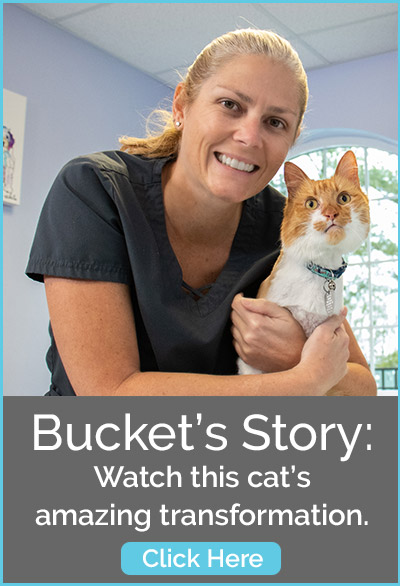 Watch the dental documentary about Bucket