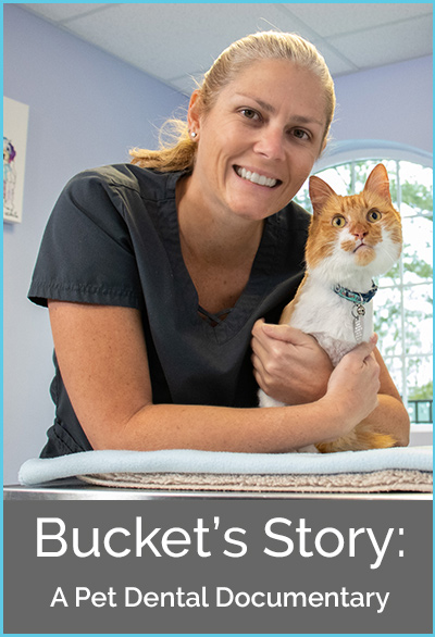 Bucket's Story: A pet dental documentary