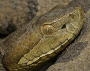 Venomous snake anatomy