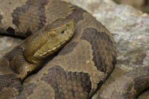 Dogs and Snakes Copperhead close up