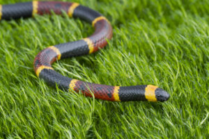 Cats and snakes coral snake close up
