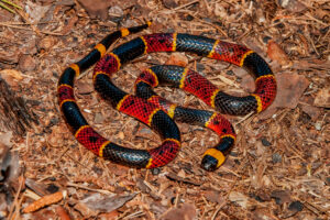 Cats and snakes coral snake body