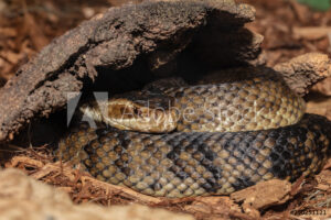 Body of a cottonmouth