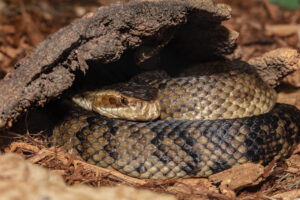 Cottonmouth body