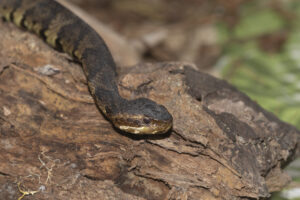 Cats and snakes cottonmouth Close up