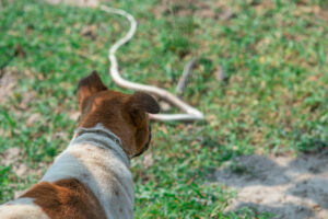 Seasonal allergies in dogs