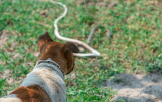 Keeping Dogs and Cats Safe From Venomous Snakes