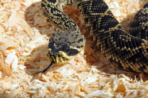 Dogs and Snakes Eastern Diamondback close up