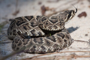Dogs and Snakes Eastern diamondback body