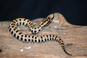 Dogs and snakes Pygmy rattlesnake body