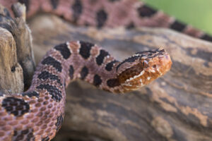 Dogs and snakes Pygmy rattlesnake close up