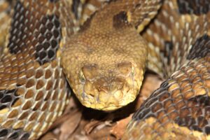 Cats and snakes Timber Rattlesnake close up