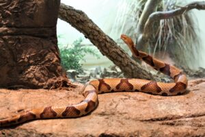 Dogs and Snakes copperhead
