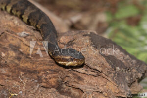 Cats and snakes cottonmouth