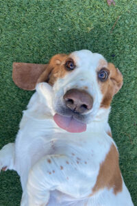 Basset hound lounging on the grass