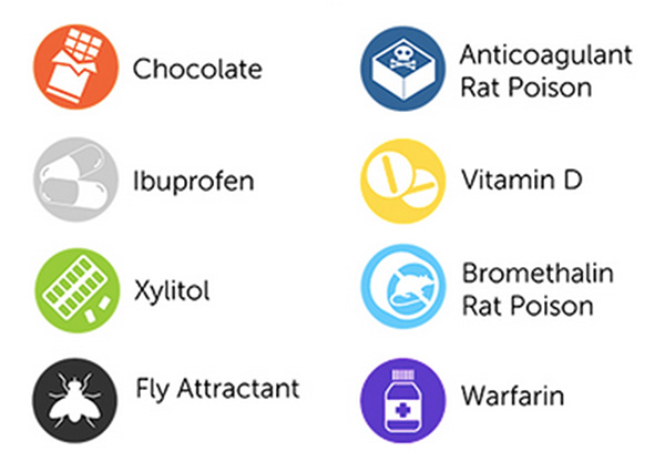 hah-top pet poisons Top Pet Poisons