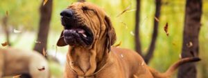 Can Dogs Have Allergies?