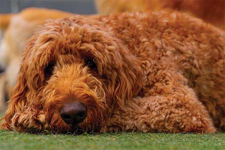 golden doodle at doggie daycare