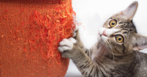 Pet Training for Cats