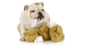 Pet Training for Dogs