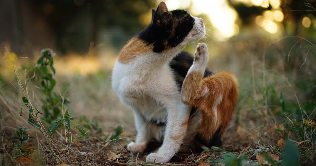 Cat scratching from allergies