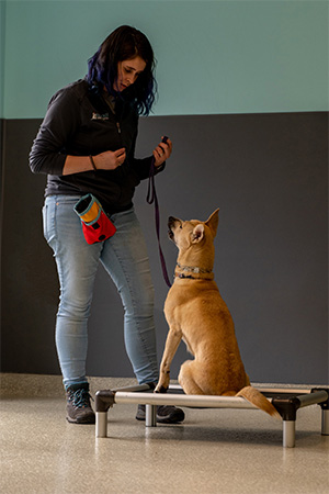 hah dog training 1 dog obedience training
