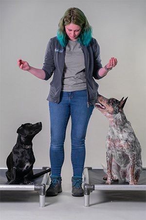 hah dog training 3 dog obedience training