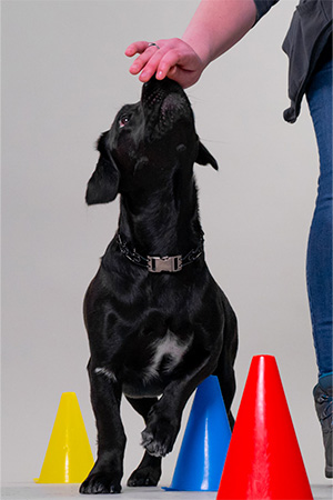 hah dog training 4 dog obedience training