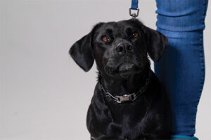 dog obedience training