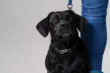 hah dog training 5 dog obedience training