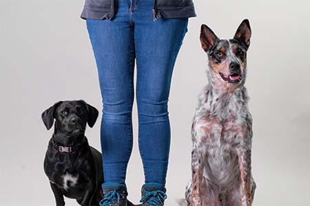 hah dog training 6 dog obedience training