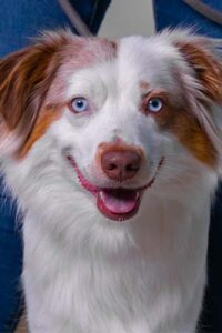 dog behavior training