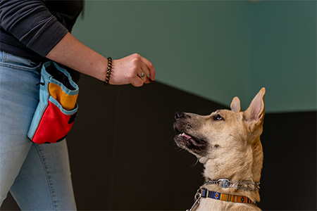 dog-training-450×300 Harmony Dog Training