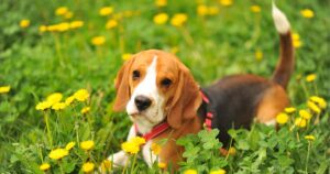 How to Tell If My Dog Has Allergies