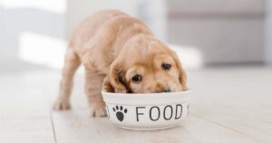 Best Dog Food for Puppies
